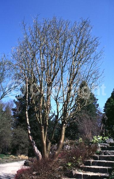 Yellow blooms; Deciduous; Broadleaf