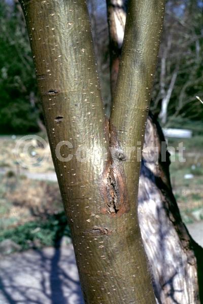 Yellow blooms; Deciduous; Broadleaf
