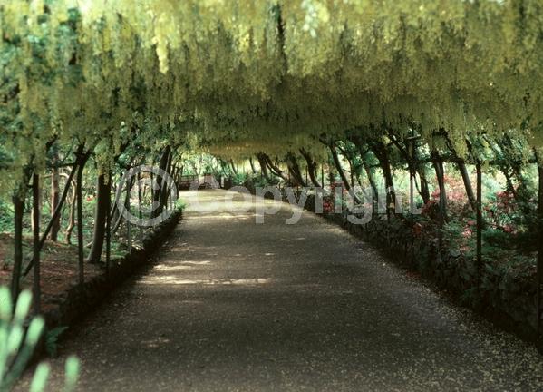 Yellow blooms; Deciduous; Broadleaf