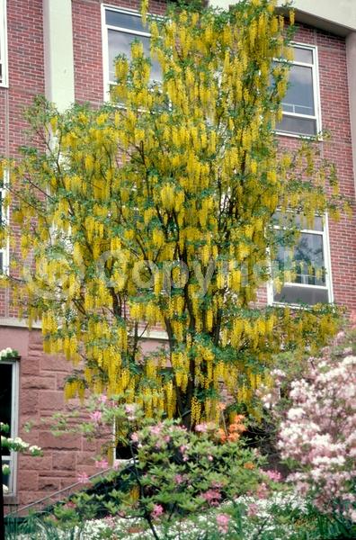 Yellow blooms; Deciduous; Broadleaf