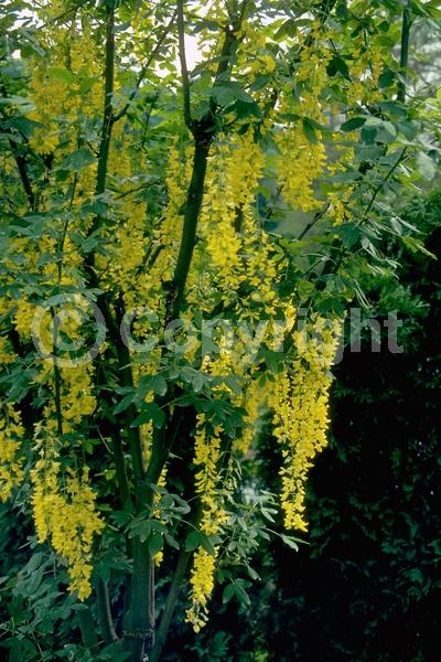 Yellow blooms; Deciduous; Broadleaf
