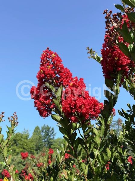 Red blooms; Deciduous; Broadleaf