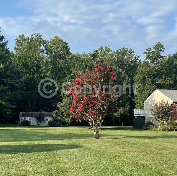 Red blooms; Deciduous; Broadleaf