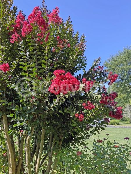 Red blooms; Deciduous; Broadleaf