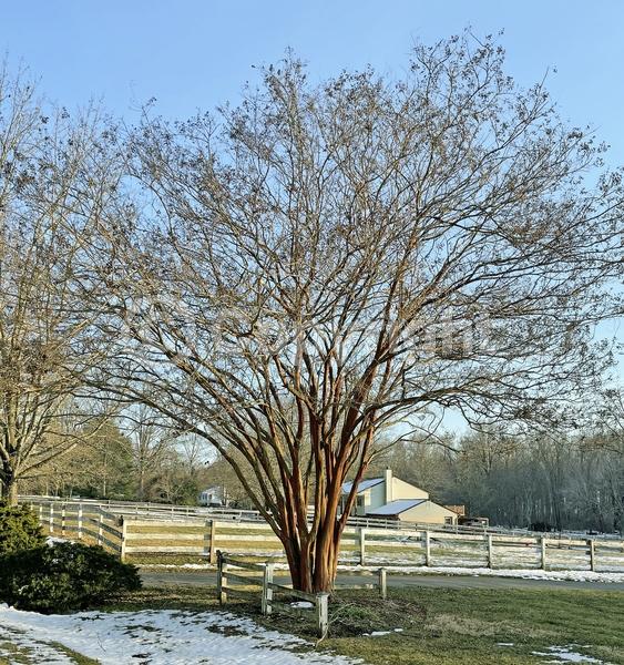 Red blooms; Purple blooms; White blooms; Pink blooms; Lavender blooms; Deciduous