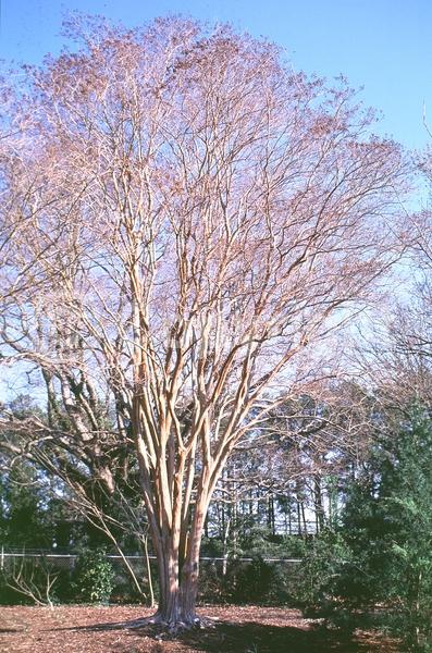 White blooms; Deciduous; Broadleaf