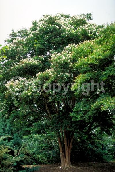 White blooms; Deciduous; Broadleaf