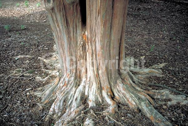 White blooms; Deciduous; Broadleaf