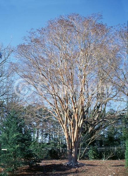 White blooms; Deciduous; Broadleaf