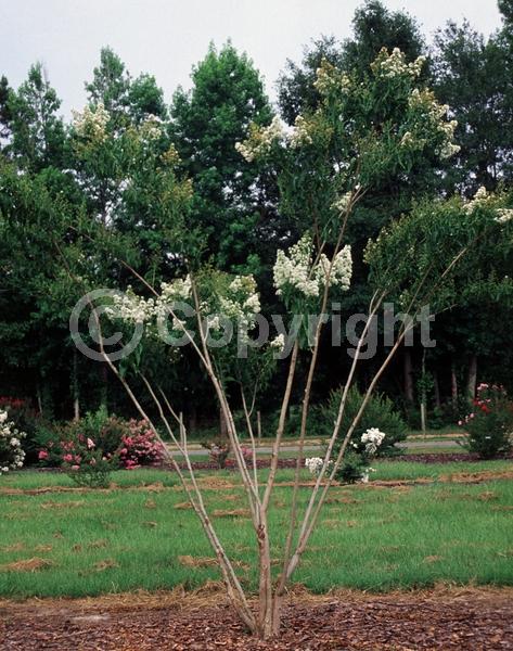 White blooms; Deciduous; Broadleaf
