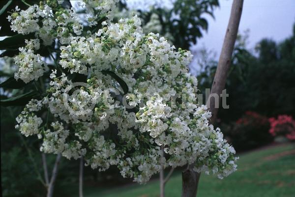 White blooms; Deciduous; Broadleaf