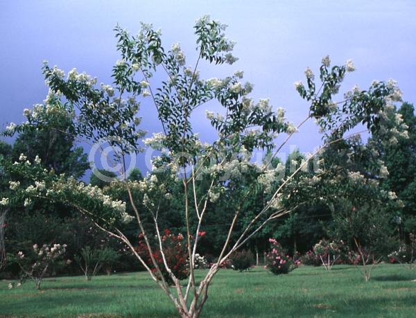 White blooms; Deciduous; Broadleaf