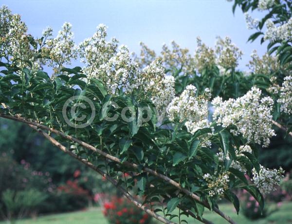 White blooms; Deciduous; Broadleaf
