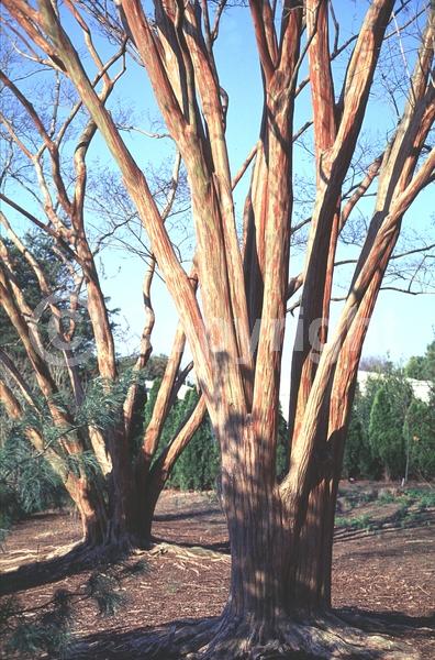 White blooms; Deciduous; Broadleaf