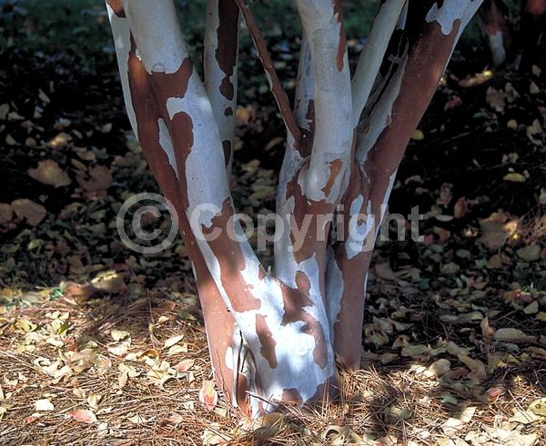 White blooms; Lavender blooms; Deciduous; Broadleaf