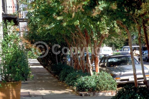 White blooms; Lavender blooms; Deciduous; Broadleaf