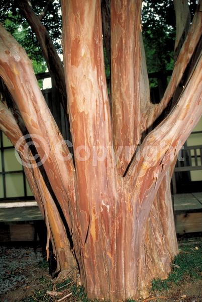 White blooms; Lavender blooms; Deciduous; Broadleaf