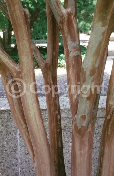 White blooms; Lavender blooms; Deciduous; Broadleaf