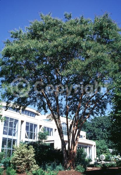 White blooms; Lavender blooms; Deciduous; Broadleaf