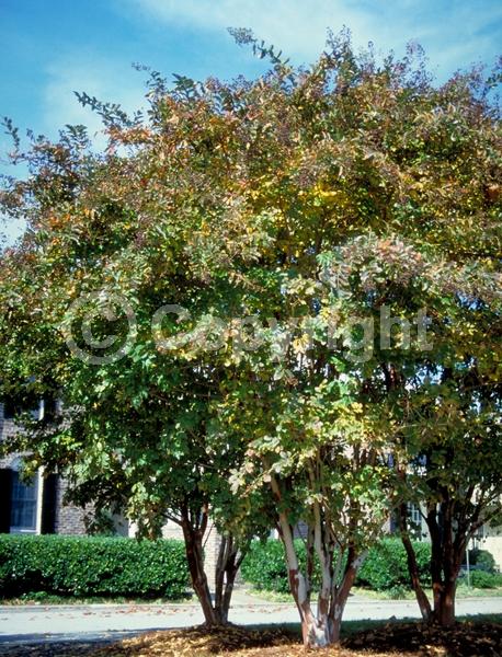 White blooms; Lavender blooms; Deciduous; Broadleaf
