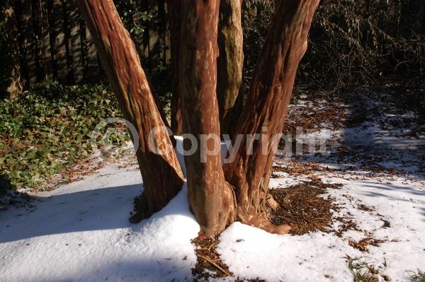 White blooms; Deciduous; Broadleaf