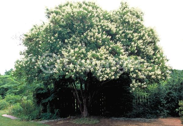 White blooms; Deciduous; Broadleaf