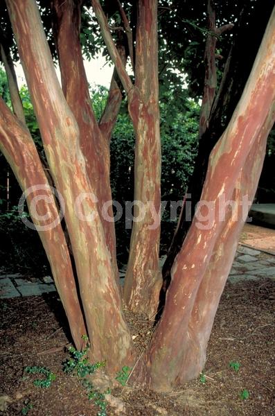 White blooms; Deciduous; Broadleaf