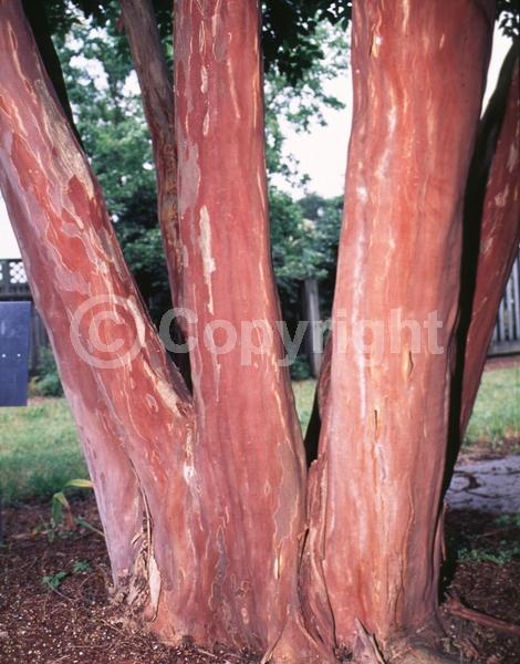 White blooms; Deciduous; Broadleaf