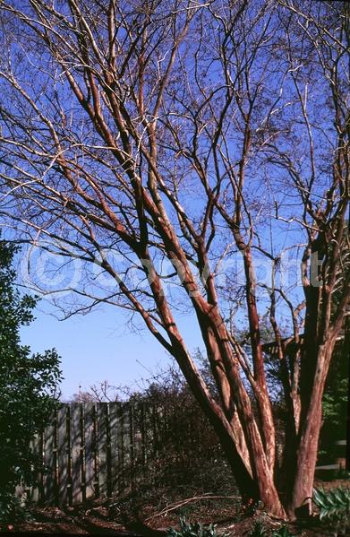 White blooms; Deciduous; Broadleaf