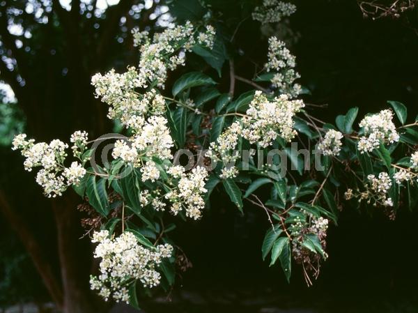 White blooms; Deciduous; Broadleaf