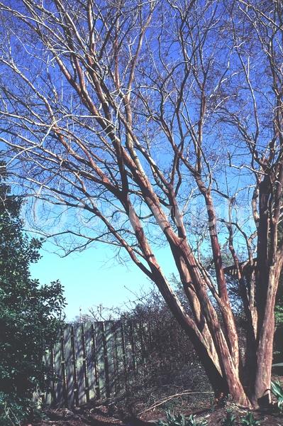 White blooms; Deciduous; Broadleaf