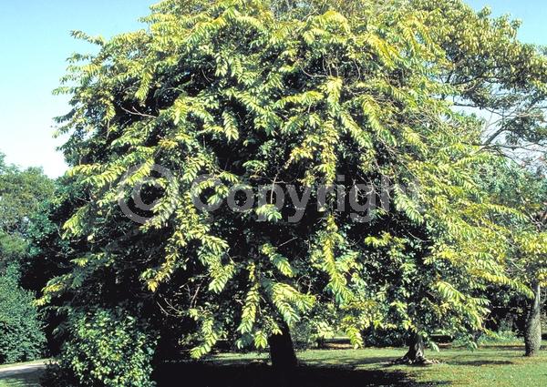 Pink blooms; Lavender blooms; Evergreen; Needles or needle-like leaf