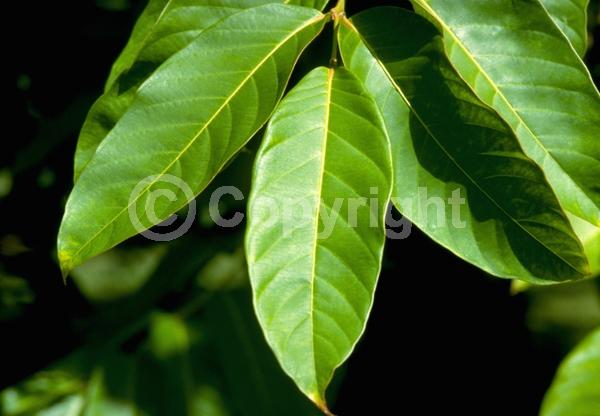 Pink blooms; Lavender blooms; Evergreen; Needles or needle-like leaf