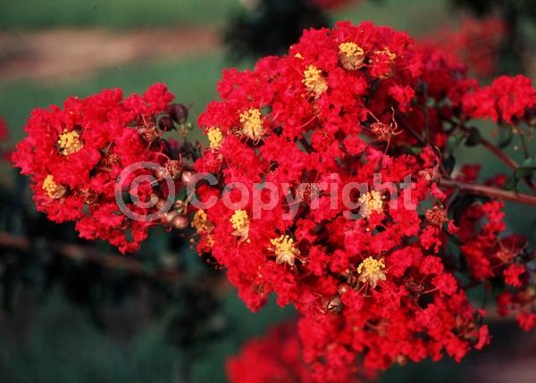 Red blooms; Deciduous