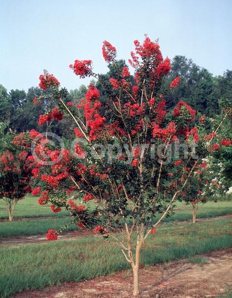 Red blooms; Deciduous