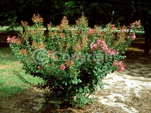 Purple blooms; Deciduous