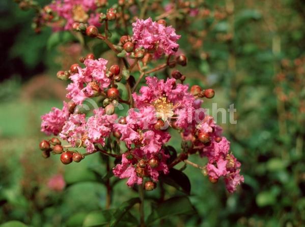 Purple blooms; Deciduous