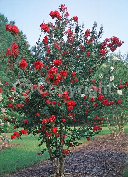 Red blooms; Deciduous