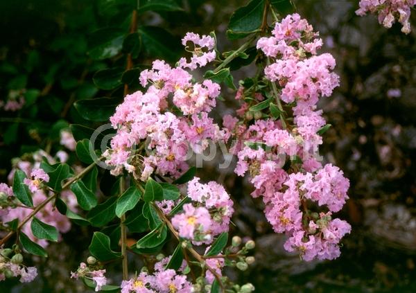 Lavender blooms; Deciduous
