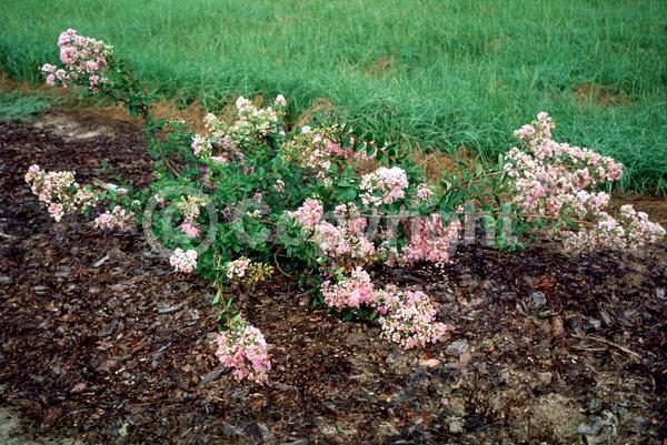 Lavender blooms; Deciduous