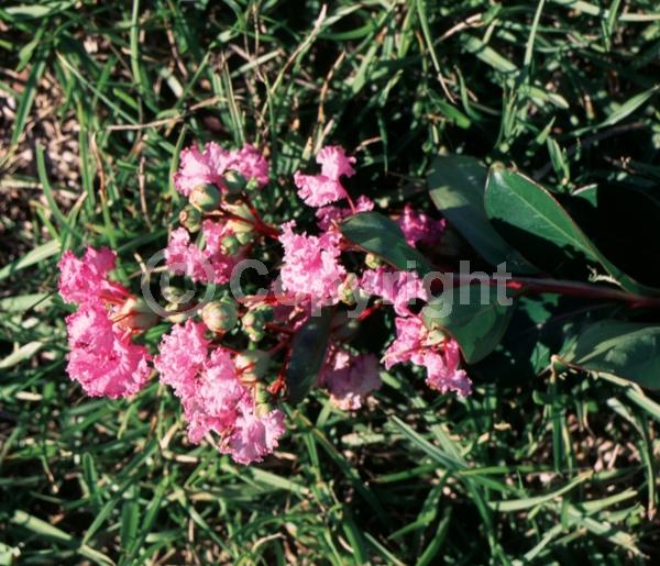 Pink blooms; Lavender blooms; Deciduous