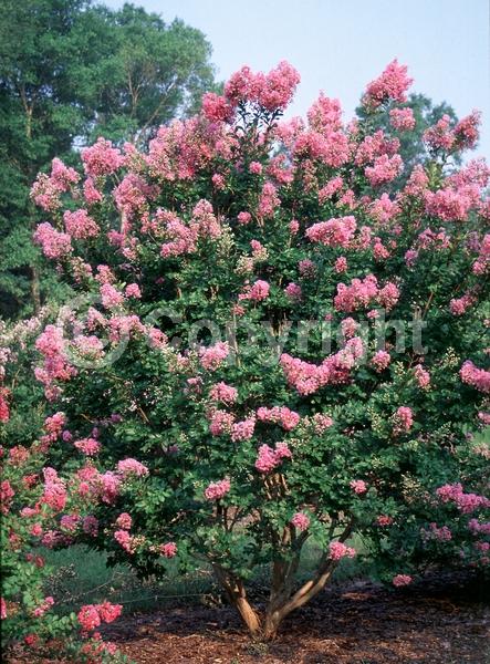 Pink blooms; Lavender blooms; Deciduous