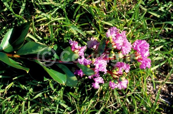 Pink blooms; Lavender blooms; Deciduous