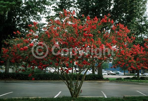 Red blooms; Deciduous