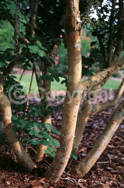 White blooms; Deciduous