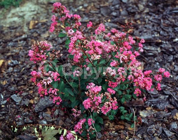 Pink blooms; Deciduous
