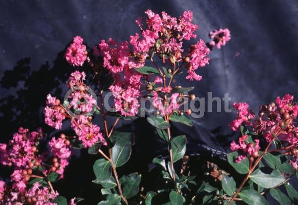 Pink blooms; Deciduous