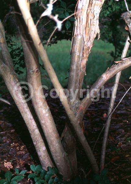 Pink blooms; Deciduous