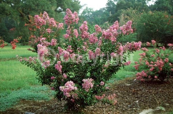 Purple blooms; Deciduous