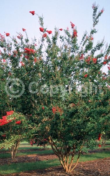 Red blooms; Deciduous